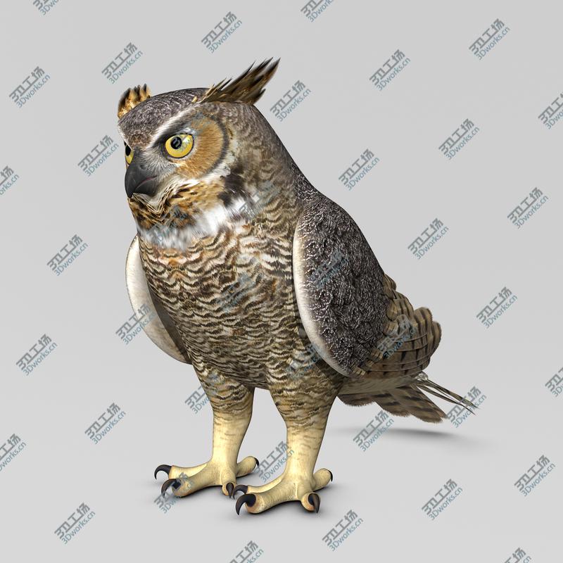 images/goods_img/20210319/Great Horned Owl  Folded Wings/2.jpg